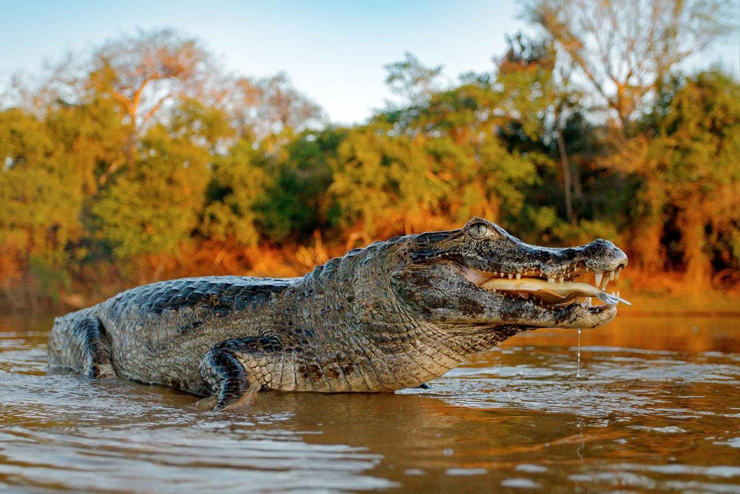 Iquitos: 5 dager i regnskogen | Amazonas jungeltur