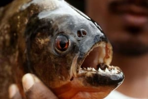 Iquitos: 5 dagar i regnskogen | Amazonas djungelresa