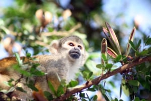 Iquitos: 5 dagar i regnskogen | Amazonas djungelresa
