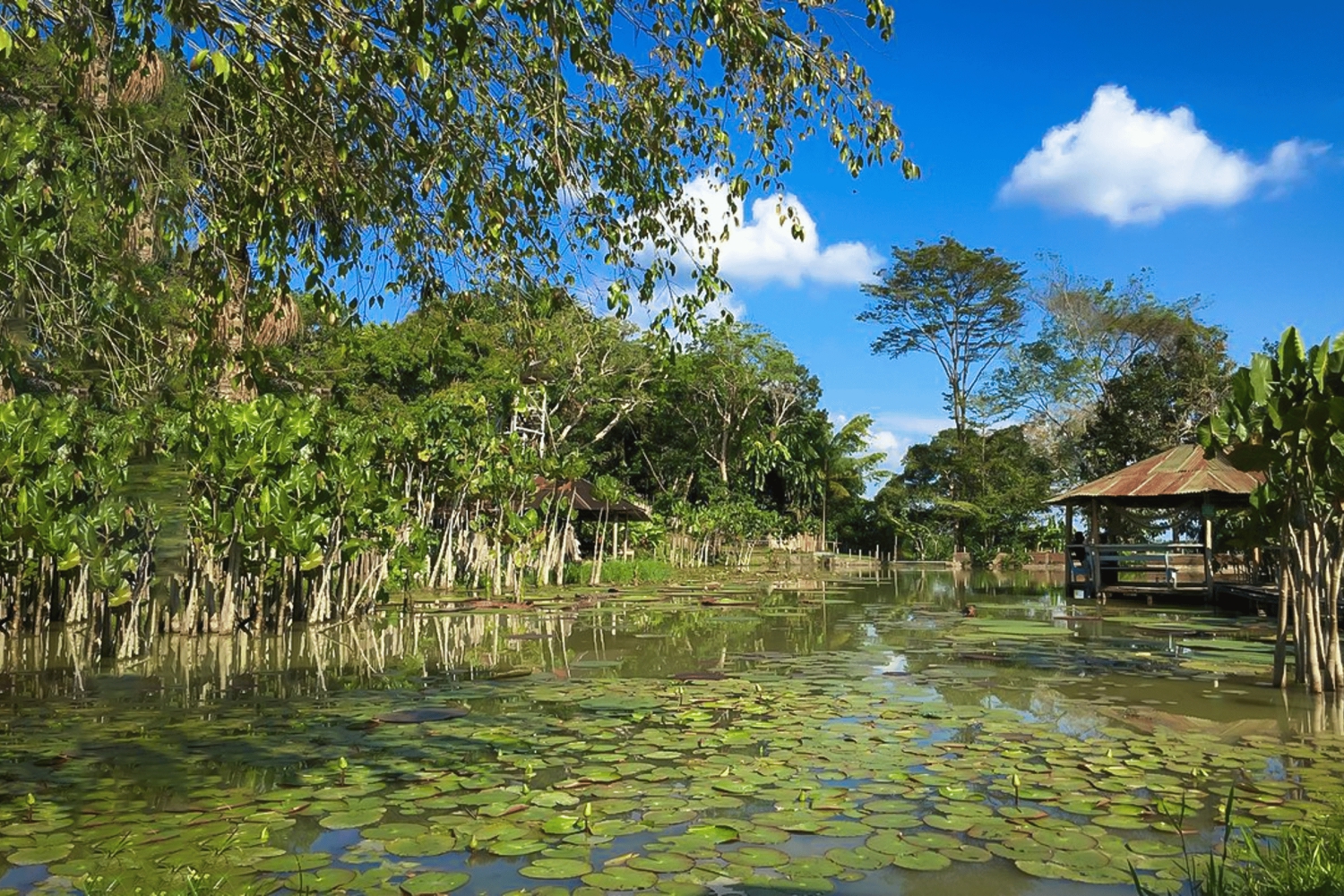 Iquitos: 6-Hour Wonderful Wildlife Guided Tour