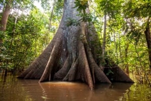 Iquitos: 6-godzinna wycieczka z przewodnikiem po wspaniałej przyrodzie