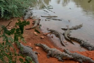 Iquitos: 6-tunnin ihana villieläinten opastettu kierros