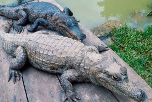 Iquitos: 6-Hour Wonderful Wildlife Guided Tour