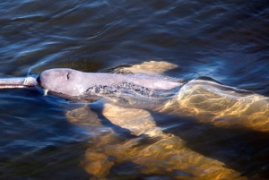 Iquitos: 6-Hour Wonderful Wildlife Guided Tour