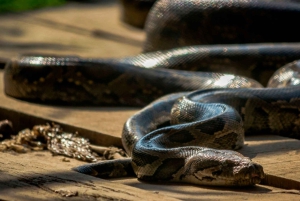 Iquitos: 6-Hour Wonderful Wildlife Guided Tour