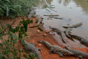 Iquitos: 6-Hour Wonderful Wildlife Guided Tour