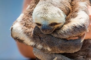 Iquitos: 6-Hour Wonderful Wildlife Guided Tour