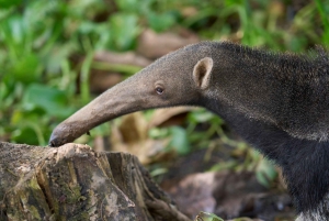 Iquitos: Amazon Adventure and Expedition 3-Day Tour