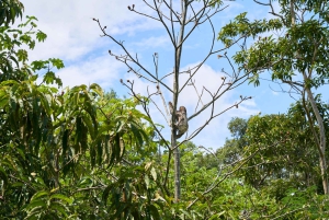 Iquitos: Amazon Adventure and Expedition 3-Day Tour