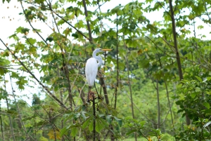 Iquitos: Amazon Adventure and Expedition 3-Day Tour