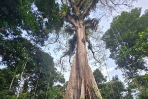 Iquitos: Amazon Day Tour with Wildlife