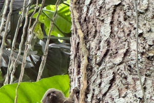 Iquitos: Amazon Day Tour with Wildlife