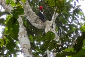 Iquitos: Amazon Day Tour with Wildlife