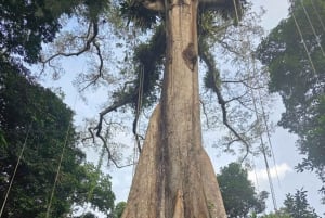 Iquitos: Amazon Day Tour with Wildlife