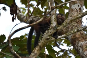 Iquitos: Amazonas djungeltur med lunch och Canopy Jump