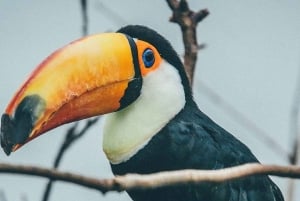 Iquitos: Amazon River and Rainforest Adventure Tour