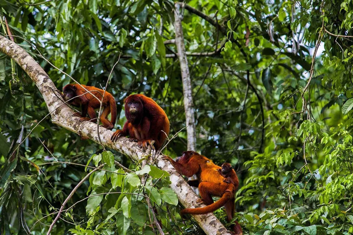 Iquitos: Amazon-jokiristeily ja piraijahankinta