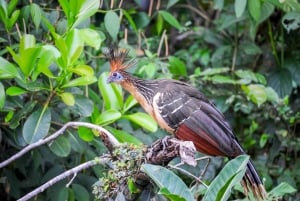 Iquitos: Amazon River Full Day Guided Tour