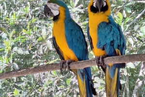 Iquitos: Amazon Zipline Adventure og hængebro