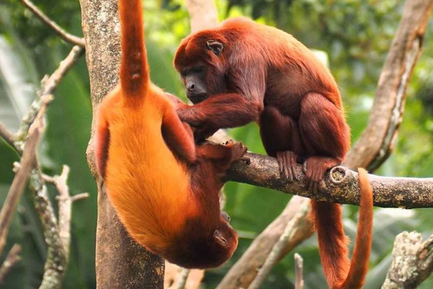 Iquitos: Kokopäiväretki apinasaareen