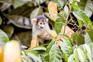Best tours in and around Iquitos, Peru