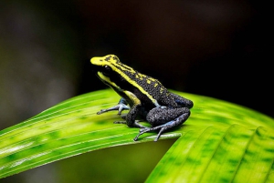 Best tours in and around Iquitos, Peru