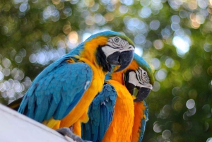 Iquitos: Heldagstur i junglen | Amazon Safari