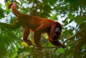 Iquitos: Monkey Island and Native Village Day Tour