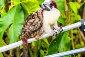 Iquitos: Monkey Island und Native Village Tagestour