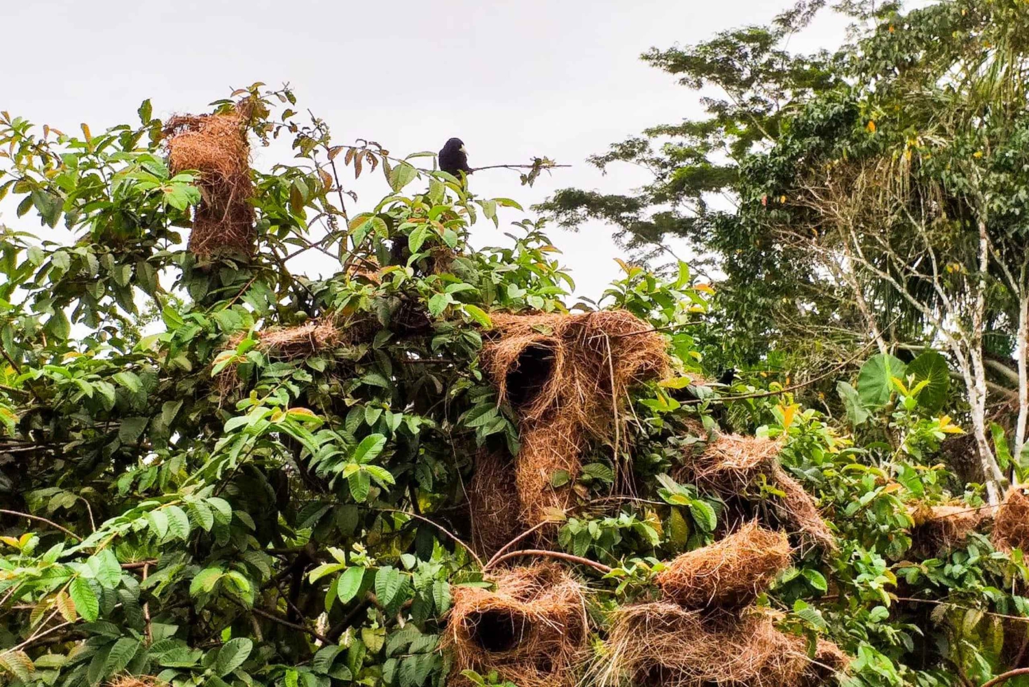 Iquitos: Isola delle scimmie, Canopy e natura amazzonica - Tour di 1 giorno