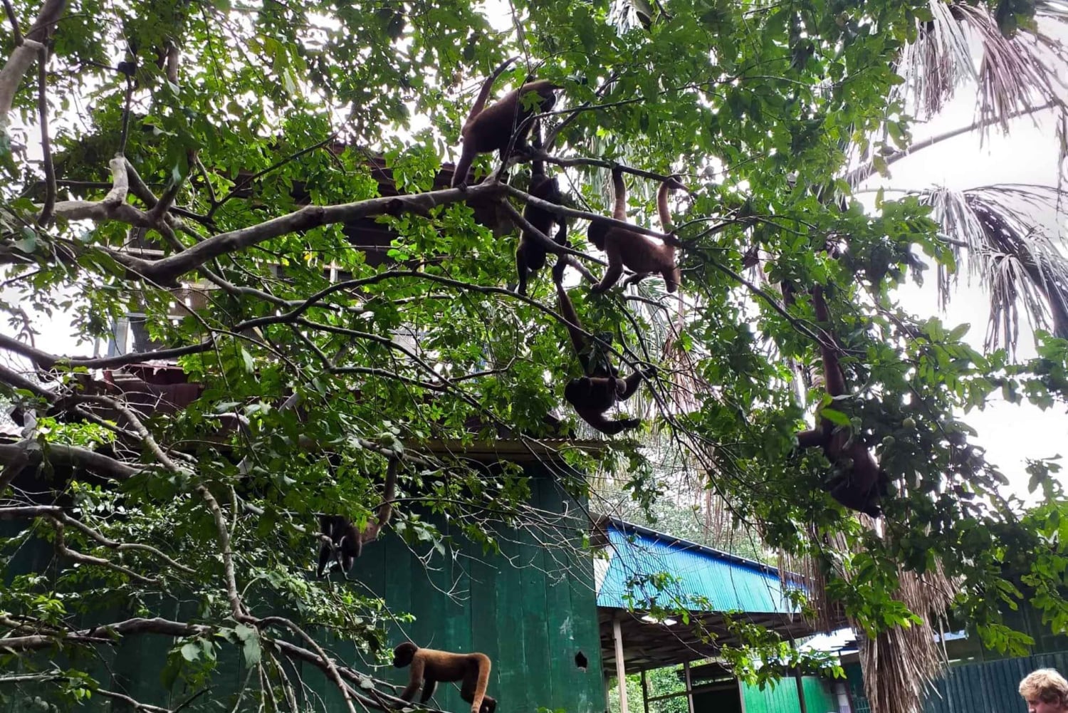 Iquitos: Isola delle scimmie, Canopy e natura amazzonica - Tour di 1 giorno