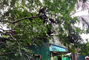 Iquitos: Isola delle scimmie, Canopy e natura amazzonica - Tour di 1 giorno