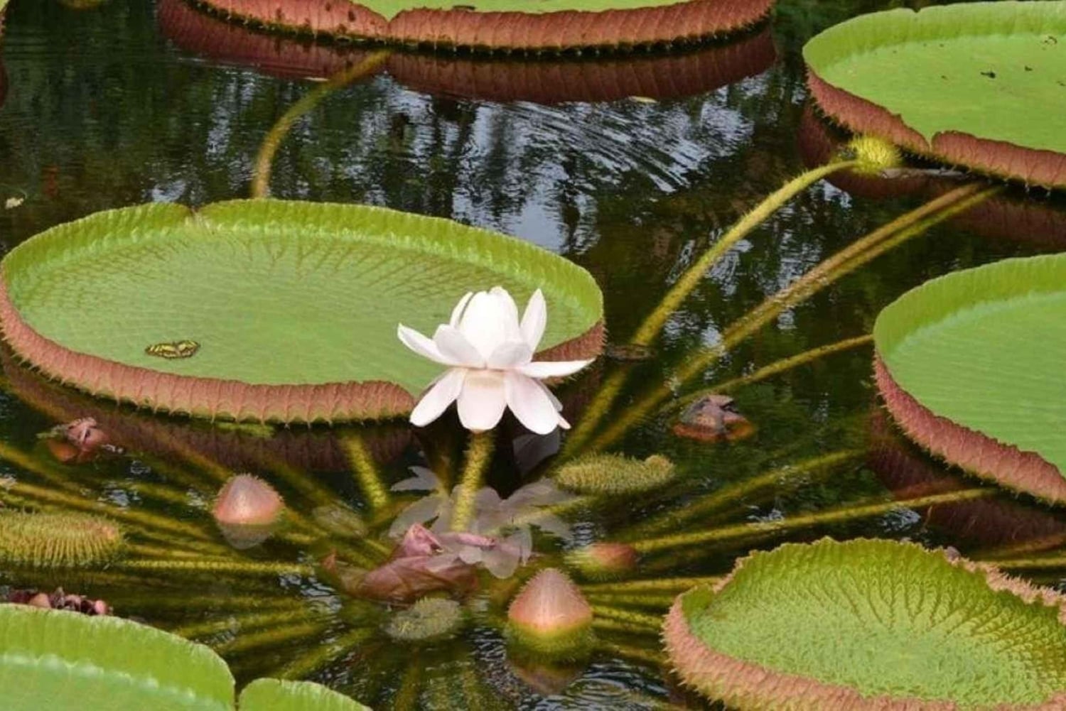 Iquitos: PACAYA- SAMIRIA 3 DAGE/2 NÆTTER