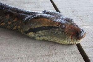 Iquitos: PACAYA- SAMIRIA 3 DAGE/2 NÆTTER