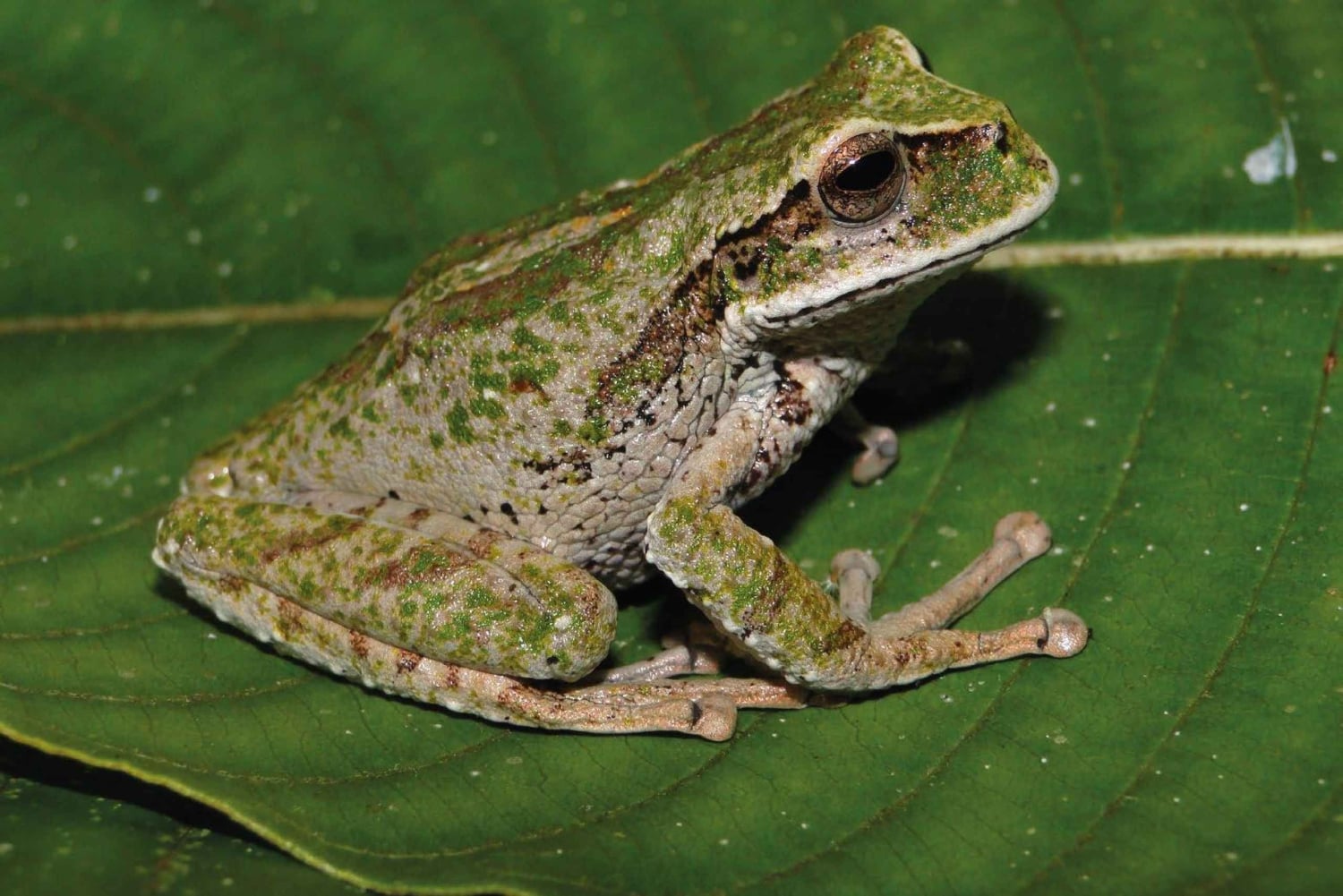 Iquitos : visite du parc national de Quistococha et de Tarapacá