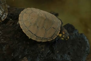 Iquitos : visite du parc national de Quistococha et de Tarapacá