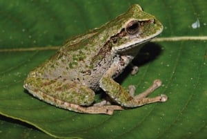 Iquitos : visite du parc national de Quistococha et de Tarapacá