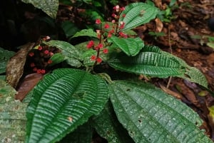 Iquitos: White Sand National Park Sunrise Jungle Hike