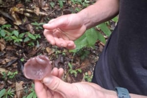Iquitos: White Sand National Park Sunrise Jungle Hike