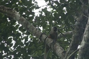 Iquitos: White Sand National Park Sunrise Jungle Hike
