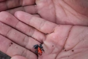 Икитос: поход в джунгли на рассвете в национальном парке Уайт-Сэнд