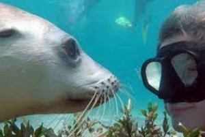 Lima | Tour des îles Palomino | Nager avec les lions de mer