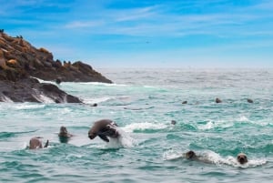 Islas Palomino - Swimming with Sea Lions