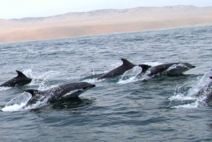 Islas Palomino - Schwimmen mit Seelöwen