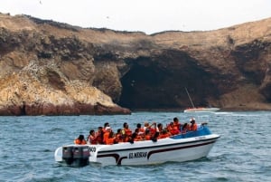 Islas Palomino - Simma med sjölejon