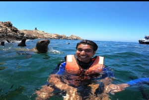 Islas Palomino - Svømming med sjøløver