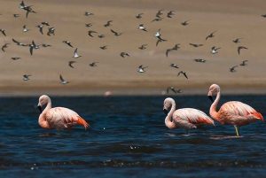 Kayaking Adventure in Paracas Bay