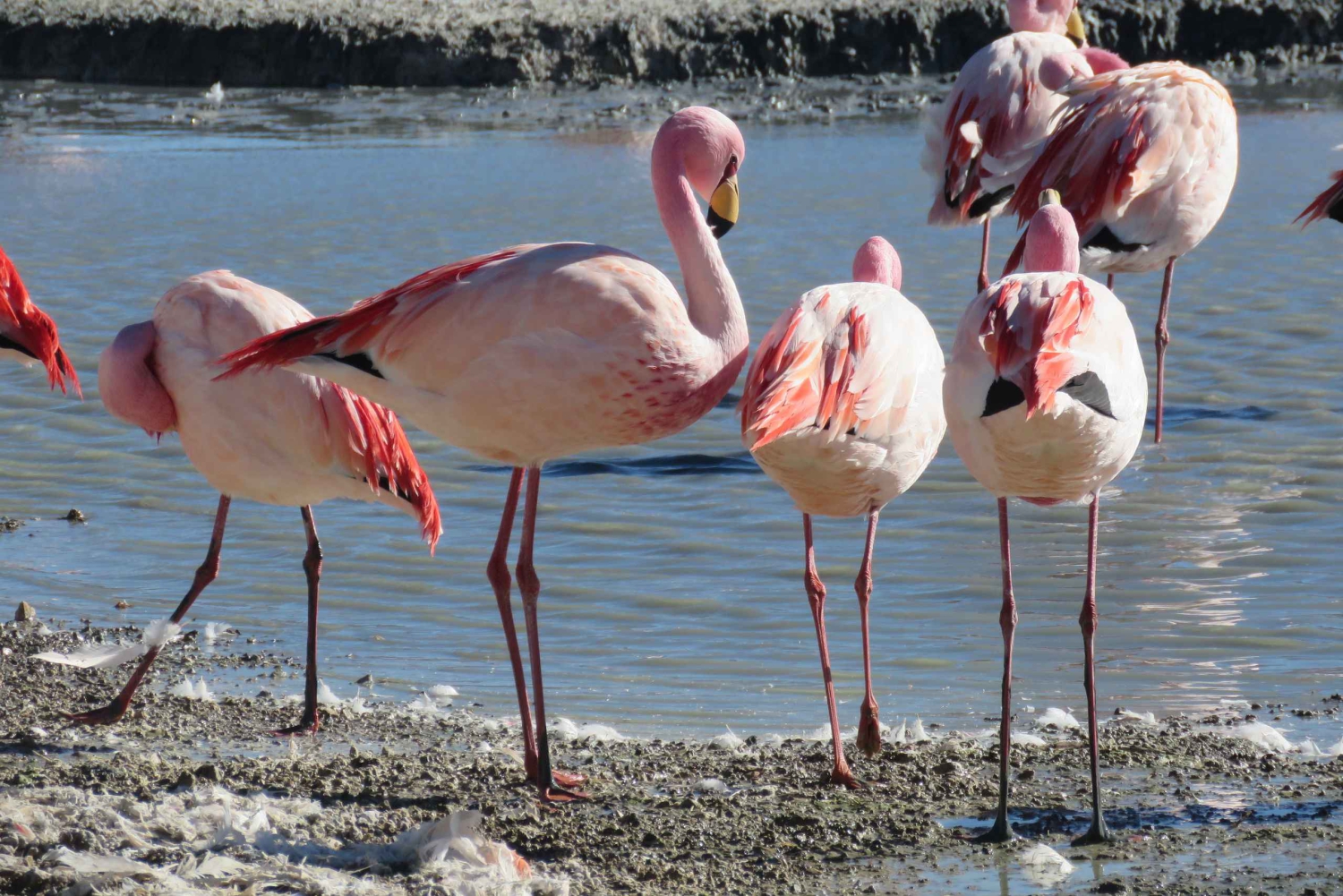 La Paz: 6-tägige private Best-of-Bolivien Tour mit Flügen
