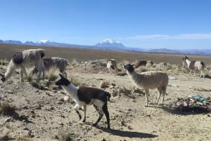 La Paz: Fjell Chacaltaya og Moon Valley guidet dagstur