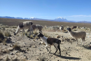 La Paz: Guidad dagstur till berget Chacaltaya och Månens dal